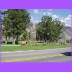 Herd of Elk.jpg